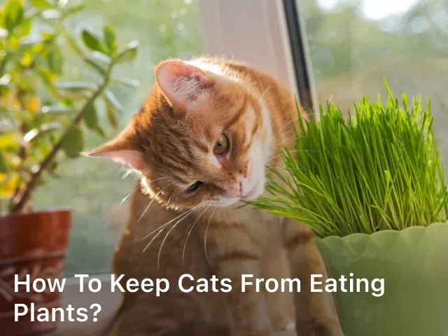 How to Keep Cats from Eating Plants