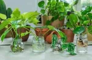 how to propagate a prayer plant in water