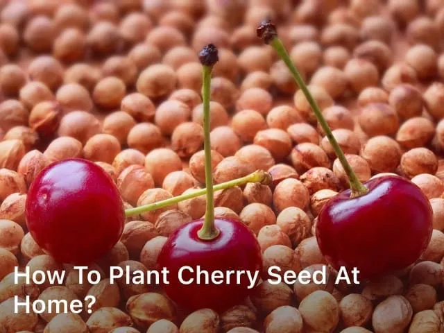 How to Plant Cherry Seed at Home