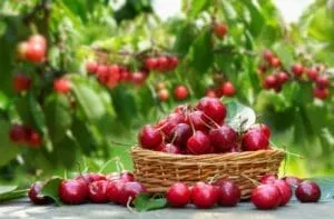 How to Plant Cherry Seed at Home; how to plant cherry seeds; how to plant a cherry tree from seed; how to plant cherries from seed; how to plant cherry seed;