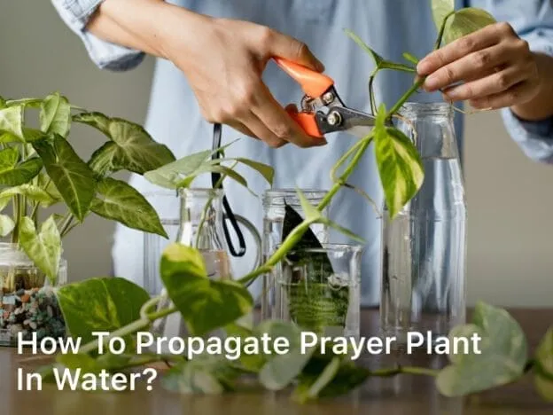 how to propagate a prayer plant in water