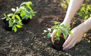 How to Add Calcium to Tomato Plants