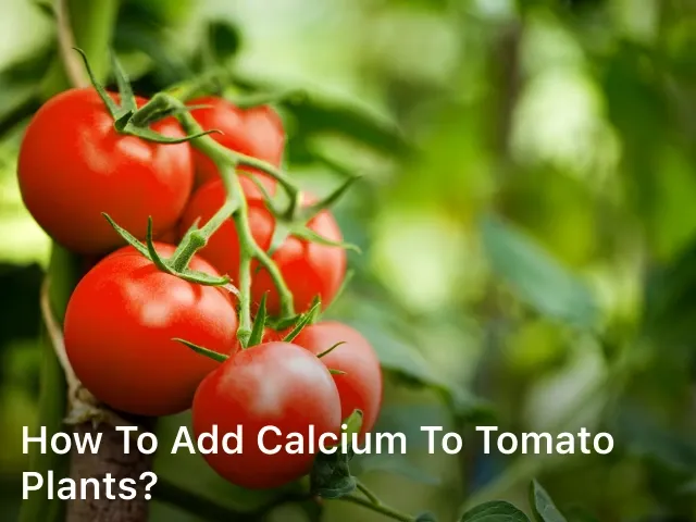 How to Add Calcium to Tomato Plants?
