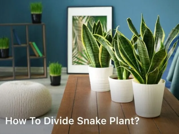 How to Divide Snake Plant; how to divide a snake plant; how to divide a large snake plant; how to divide snake plant pups; how to divide snake plants;