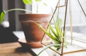 Trick How to Display an Air Plant at Your Home; How to display an air plant;
