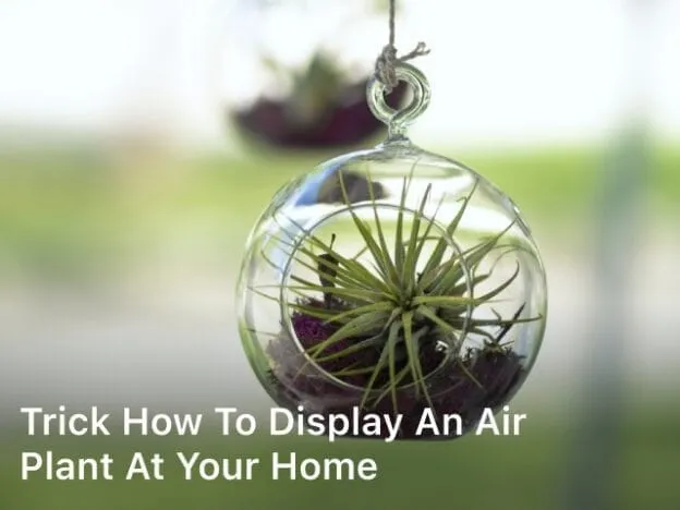 Trick How to Display an Air Plant at Your Home; How to display an air plant;