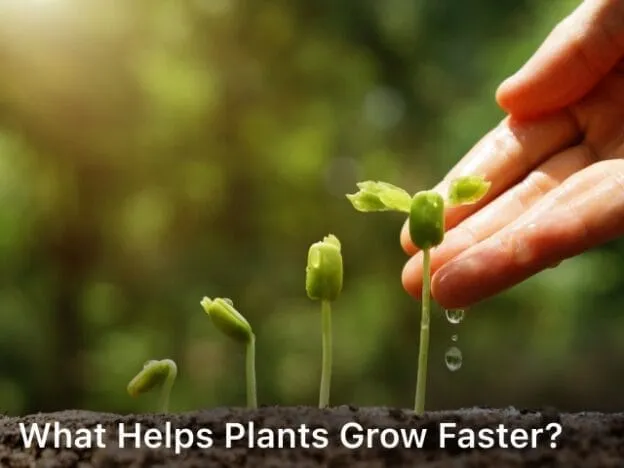 What Helps Plants Grow Faster