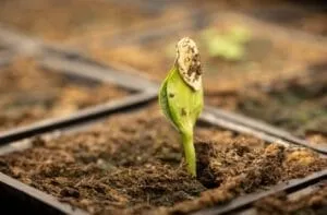 How to Plant Squash Seeds; how deep to plant squash seeds; how to plant spaghetti squash seeds; how to plant squash seed; how to plant a squash seed; how to plant squash from seeds; how to plant squash seeds in pots; how to save squash seeds for planting; how deep to plant butternut squash seeds; 