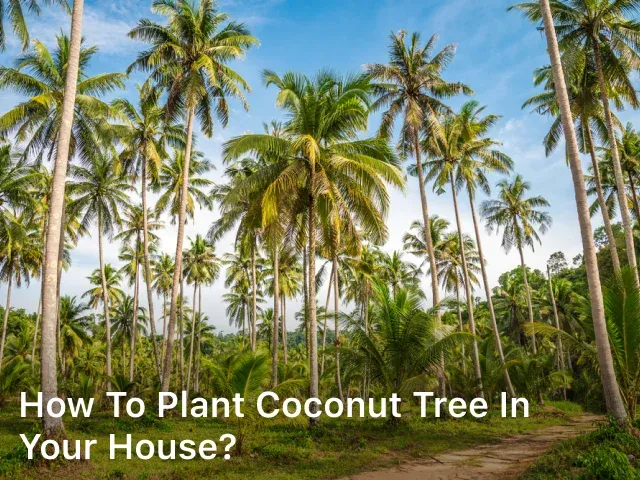 How to Plant Coconut Tree in Your House?