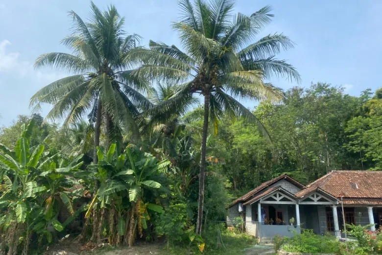 How to Plant Coconut Tree,How long does a coconut tree take to grow, how to grow coconut tree faster, can you grow a coconut tree from a coconut, how to grow coconut tree faster How to plant coconut tree in florida How to plant coconut tree from seed coconut tree planting distance how to grow coconut tree from coconut how to plant coconut tree stardew valley how long does a coconut tree take to grow can you grow a coconut tree from a coconut