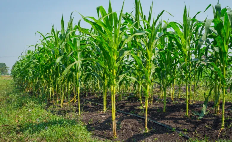 How to Propagate Corn Plant in The Yard