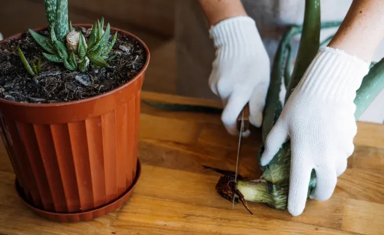When should you repot an aloe plant