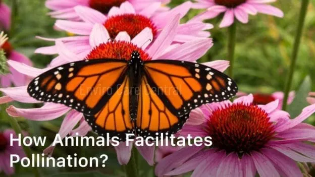 How Animals Facilitates Pollination