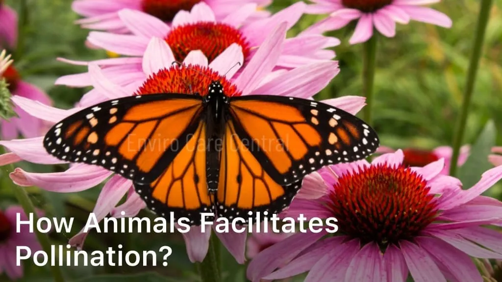 How Animals Facilitates Pollination