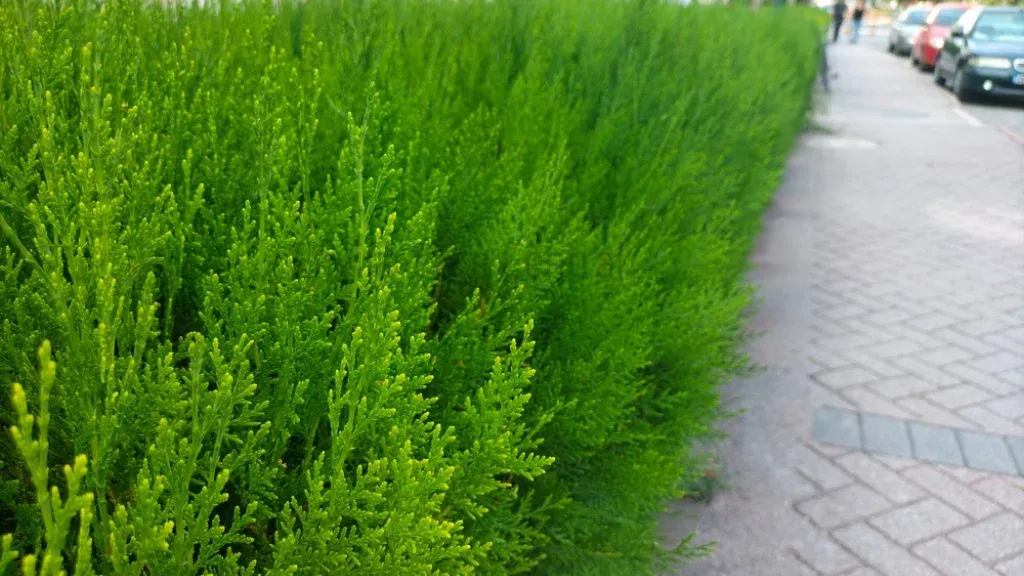 Best Low Growing Shrubs for Front of House Beautification