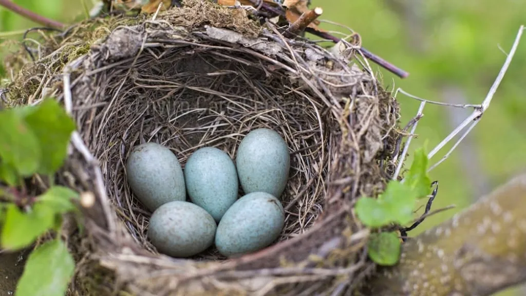 How do Plants and Animals Depend on Each Other