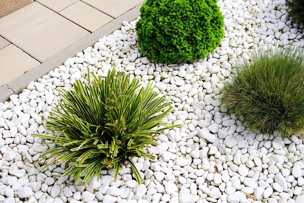 Succulent Rock Garden